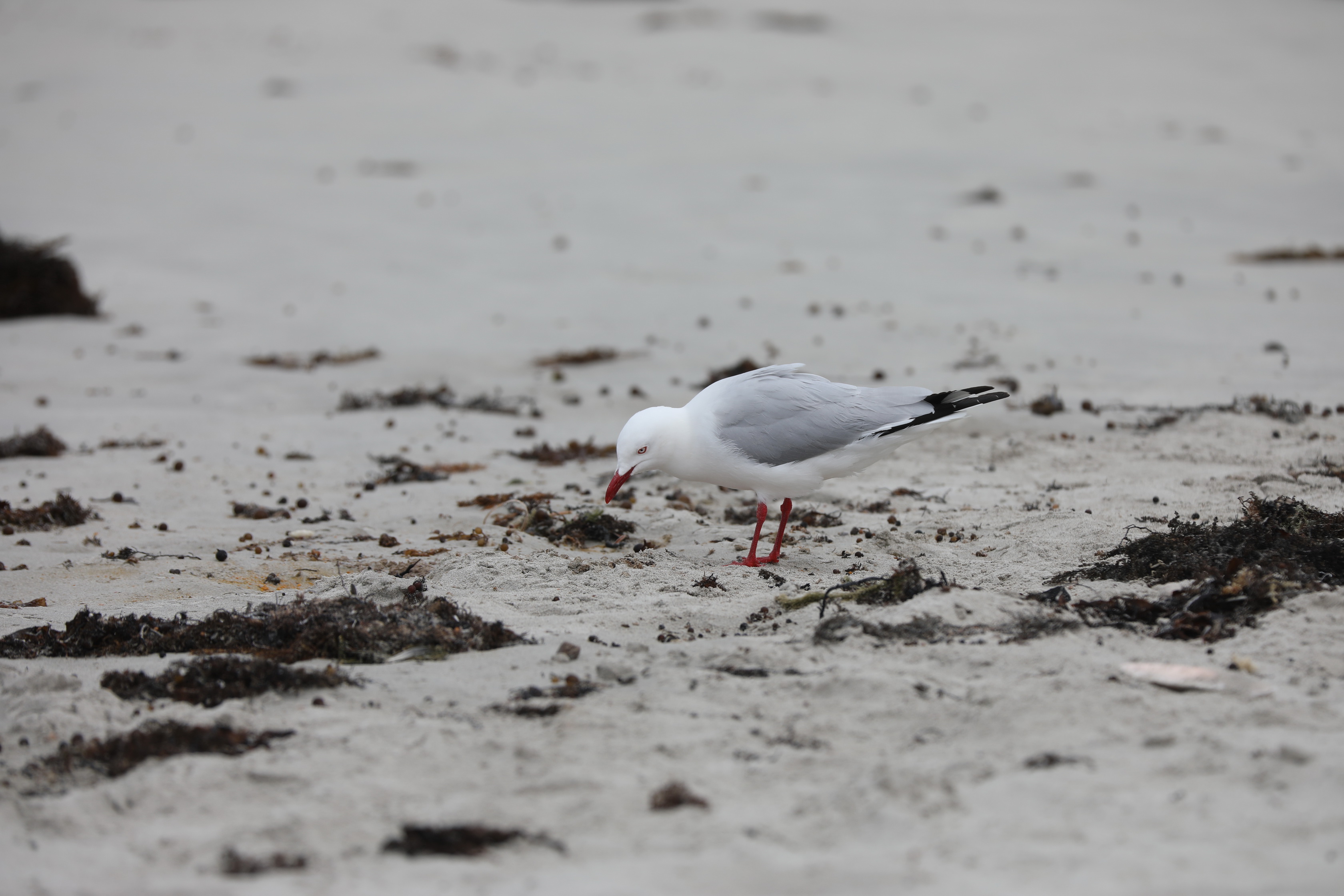 2019 09 29 12 42 29 Canon EOS 5D Mark IV 0025